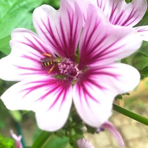 Meet your Posher, Lichelle